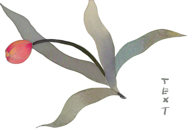 Carte isolée tulipe rouge — Photo