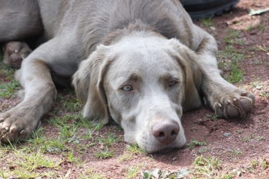 weimaraner