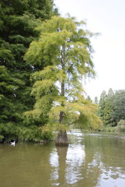 Baum im Wasser