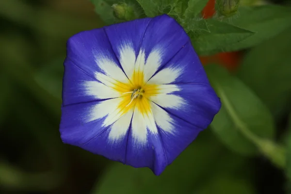 Blaue Blüte — Stockfoto