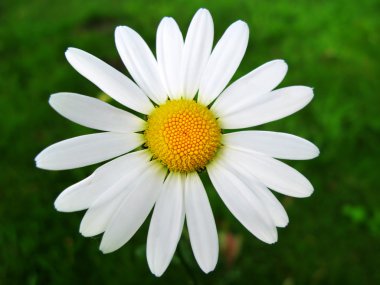 Chamomile flower. clipart