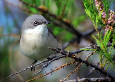 Garden Warbler bird on tree branch. clipart