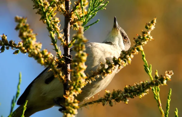 Pájaro ruiseñor en rama de árbol . — Foto de Stock