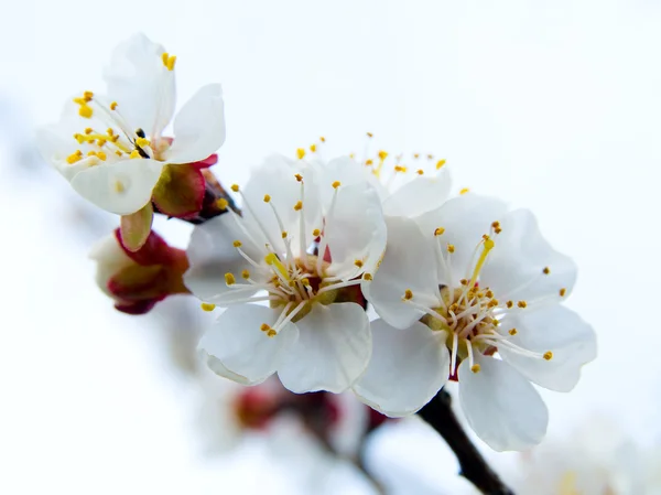 Цвети, яблоня Стоковое Фото