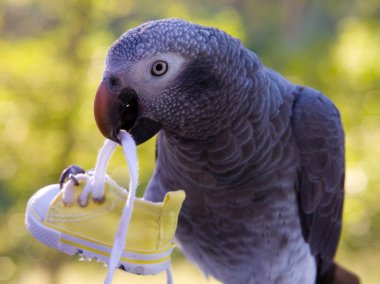 Grey Parrot Holding Shoe clipart