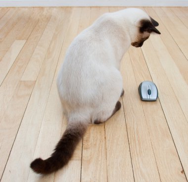 Cat and Mouse on hardwood floor clipart