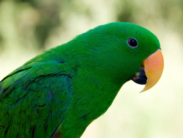 Green Pet Parrot with Orange Nose — Stock Photo, Image