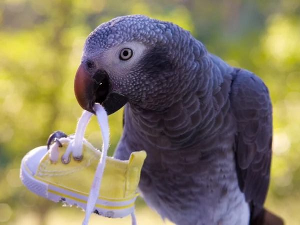 Grey Parrot Holding Shoe — Stock Photo, Image