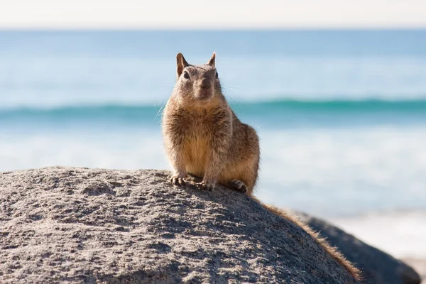 Curious Ocean Squirrell — Stock Photo, Image