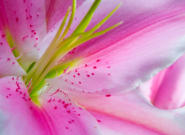 Цветущая цветочная лилия — стоковое фото