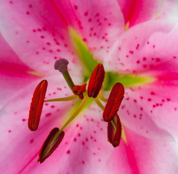 Roze rood groen lilly met zaden — Stockfoto