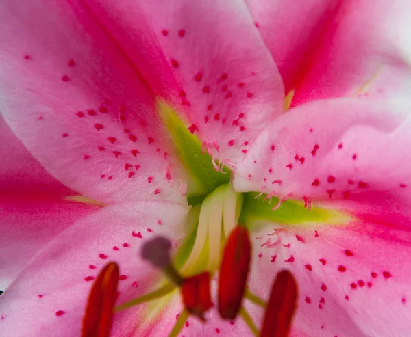 種子とピンクの赤い緑のリリー — ストック写真