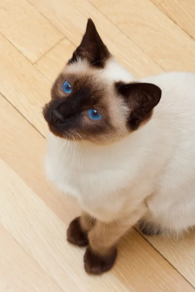 Cara de gato siamês com olhos azuis vívidos — Fotografia de Stock