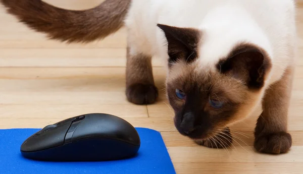 Cat and Mouse on hardwood floor — Stock Photo, Image