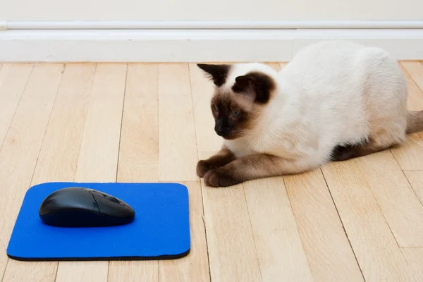 Gato e rato no chão de madeira — Fotografia de Stock
