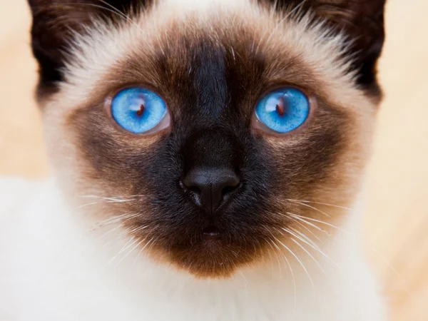 Σιαμέζα γάτα πρόσωπο με έντονα μπλε μάτια — Φωτογραφία Αρχείου