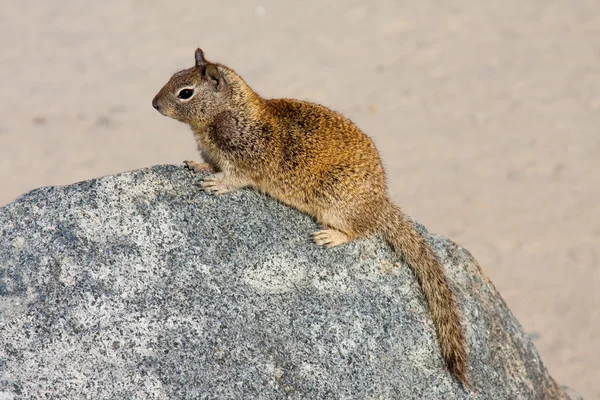 Écureuil assis sur un rocher à la plage Images De Stock Libres De Droits