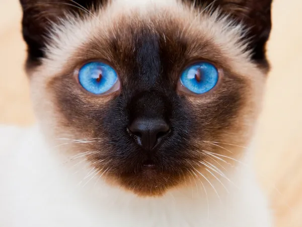 Siamská kočka tvář s živé modré oči Stock Obrázky