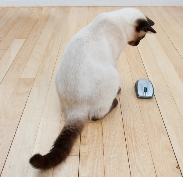 Γάτα και το ποντίκι στο πάτωμα σκληρού ξύλου Εικόνα Αρχείου