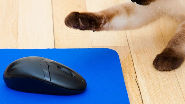 Katzenhand und Computermaus — Stockfoto