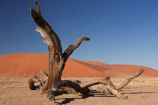 Landschaft en Namibie — Photo