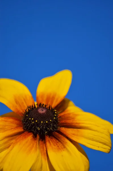 Fiore giallo Foto Stock