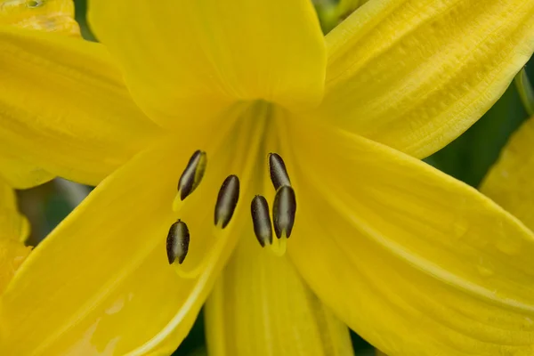 Gul lilja — Stockfoto
