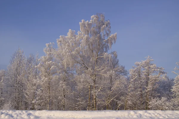 stock image Winter landscape