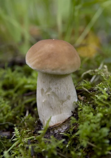 Stock image One mushroom