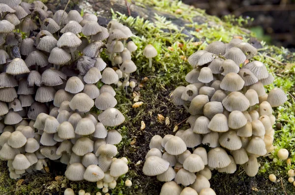 stock image Mushroom family on a stub