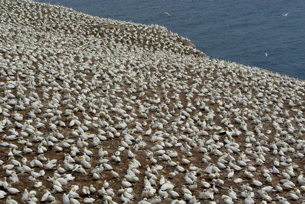 Stock image Northern Gannet