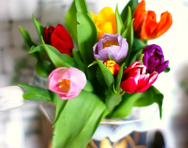 Tulip Stock Photo