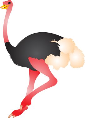 Ostrich vector clipart