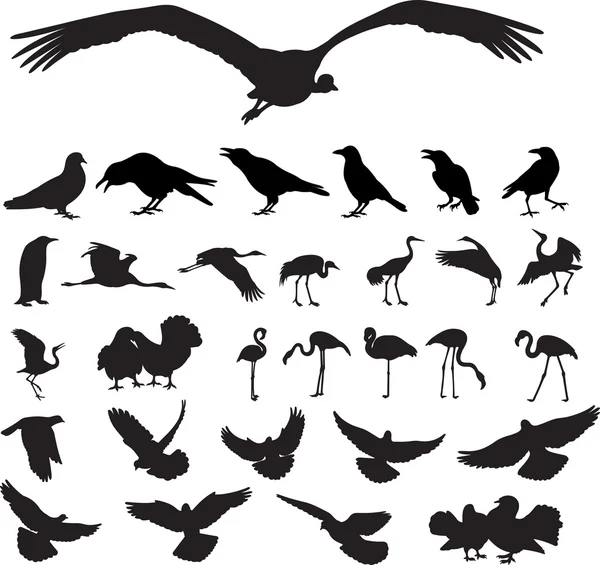 Вектор птиц — стоковый вектор