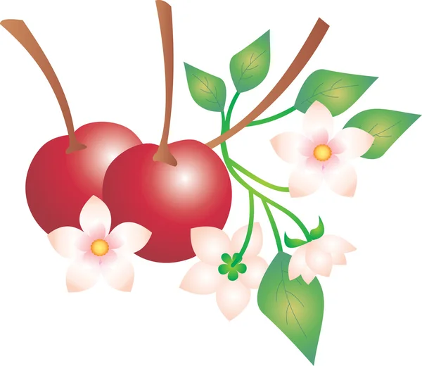 Vettore di ciliegie — Vettoriale Stock