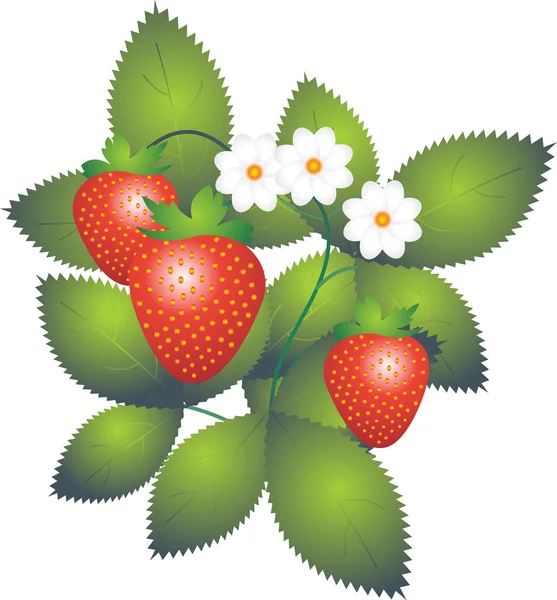 Вектор ягод — стоковый вектор