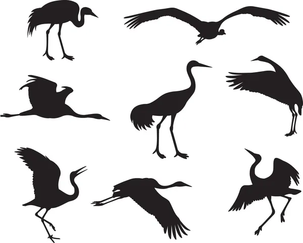 ᐈ Cranes birds stock pictures, Royalty Free crane bird images ...