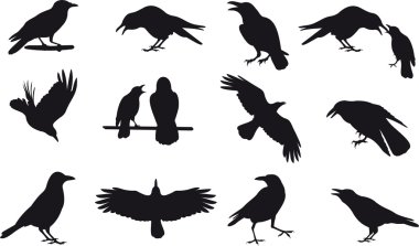 Crow vector clipart