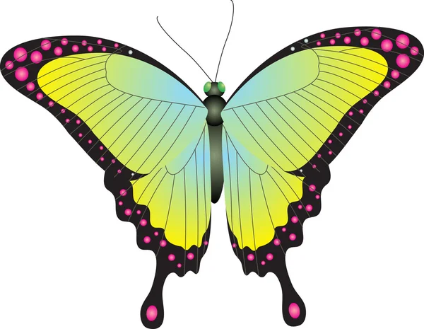 Πεταλούδα διάνυσμα — Διανυσματικό Αρχείο