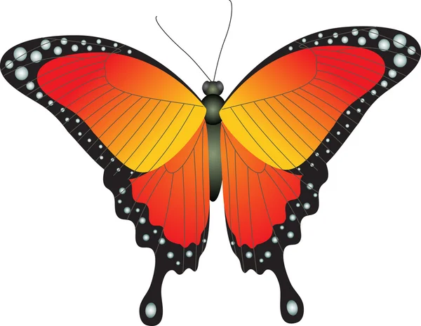 Метелик вектор — стоковий вектор
