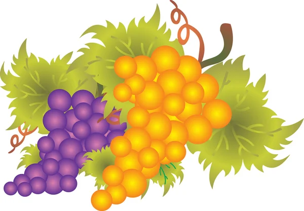 Vector de uva — Vector de stock