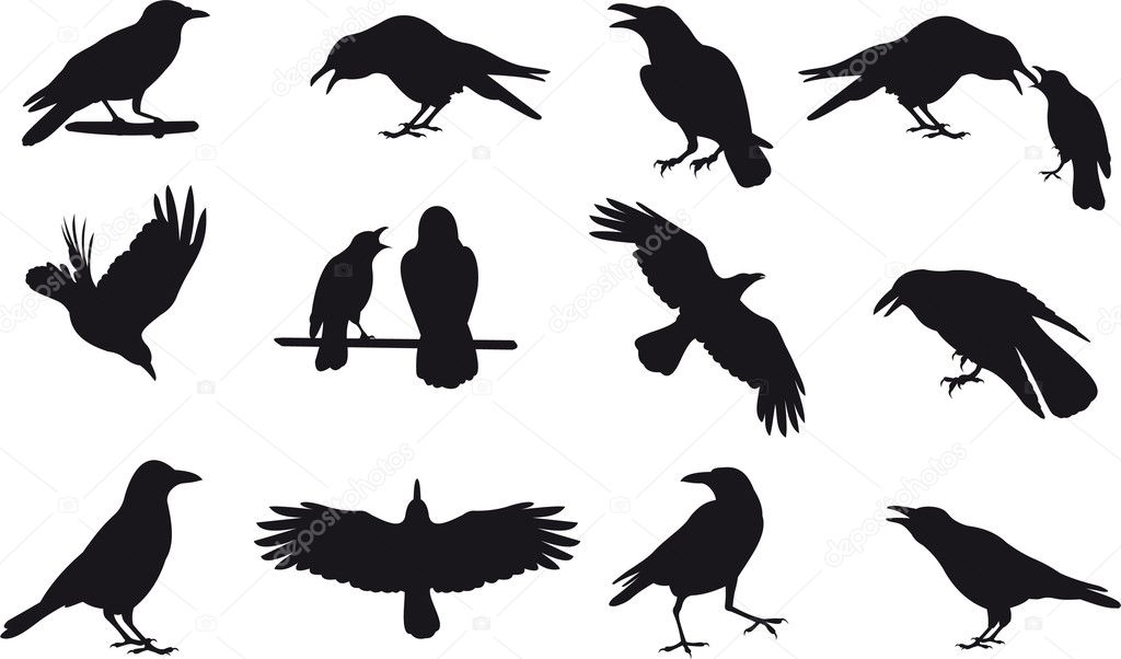 Crow Vector Art Stock Images | Depositphotos