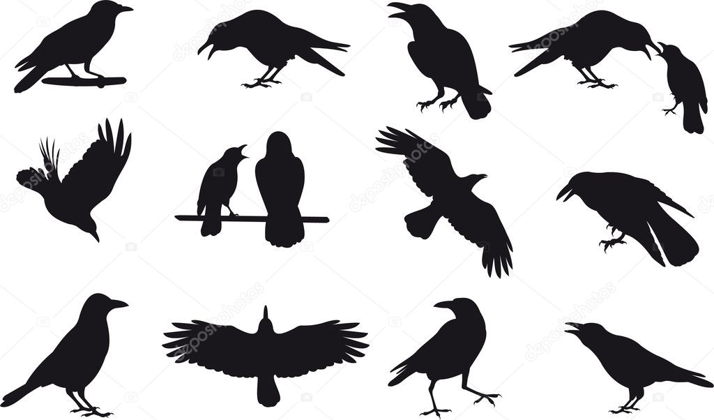 Crow vector