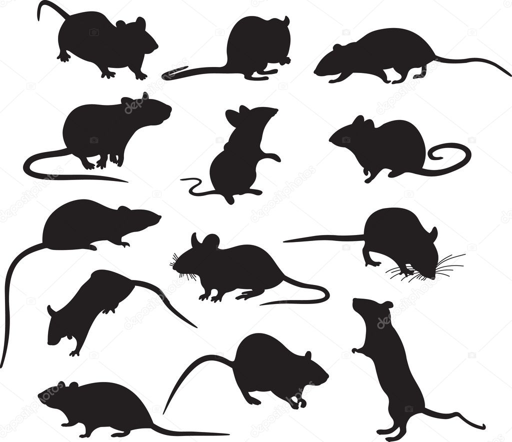 Resultado de imagem para ilustração de ratos