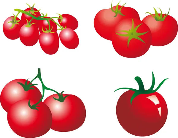 Tomatvektor — Stock vektor