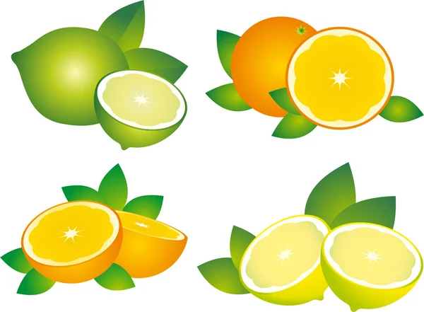 柑橘類のベクトル — ストックベクタ