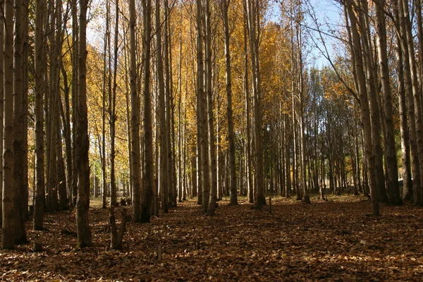 stock image Virgin Forest