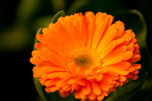 Gänseblümchen — Stockfoto