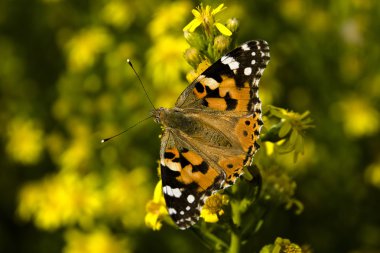 Bvanessa cardui