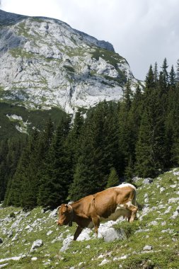 Julian Alps